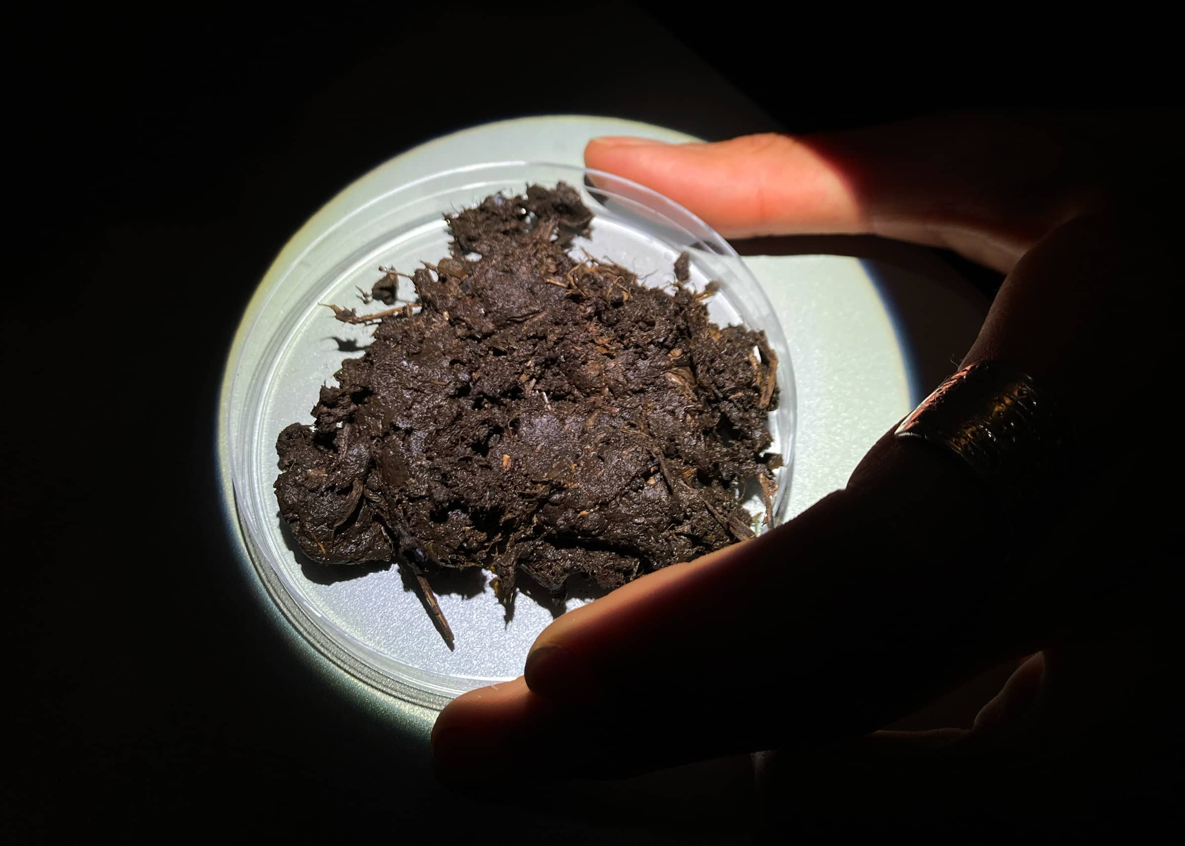 A close-up image of a hand holding a petri dish containing dark, moist soil. The dish is illuminated, highlighting the texture of the soil, which appears to have small twigs or organic matter mixed in. The background is dark, emphasizing the focus on the dish.